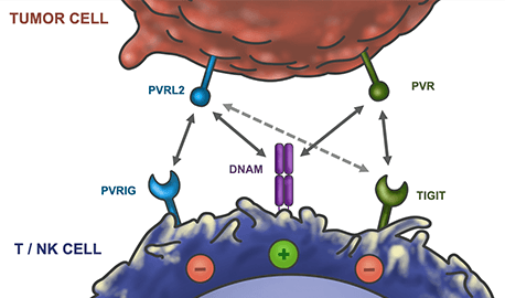 dnam axis graphic