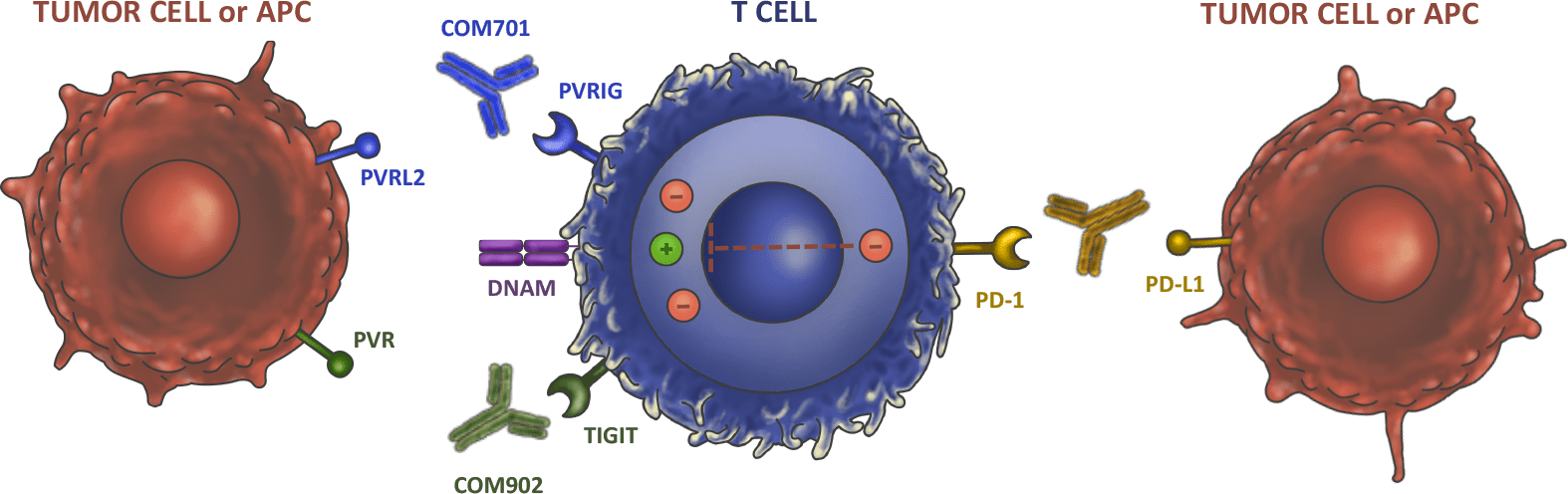 triple pathway hypothesis